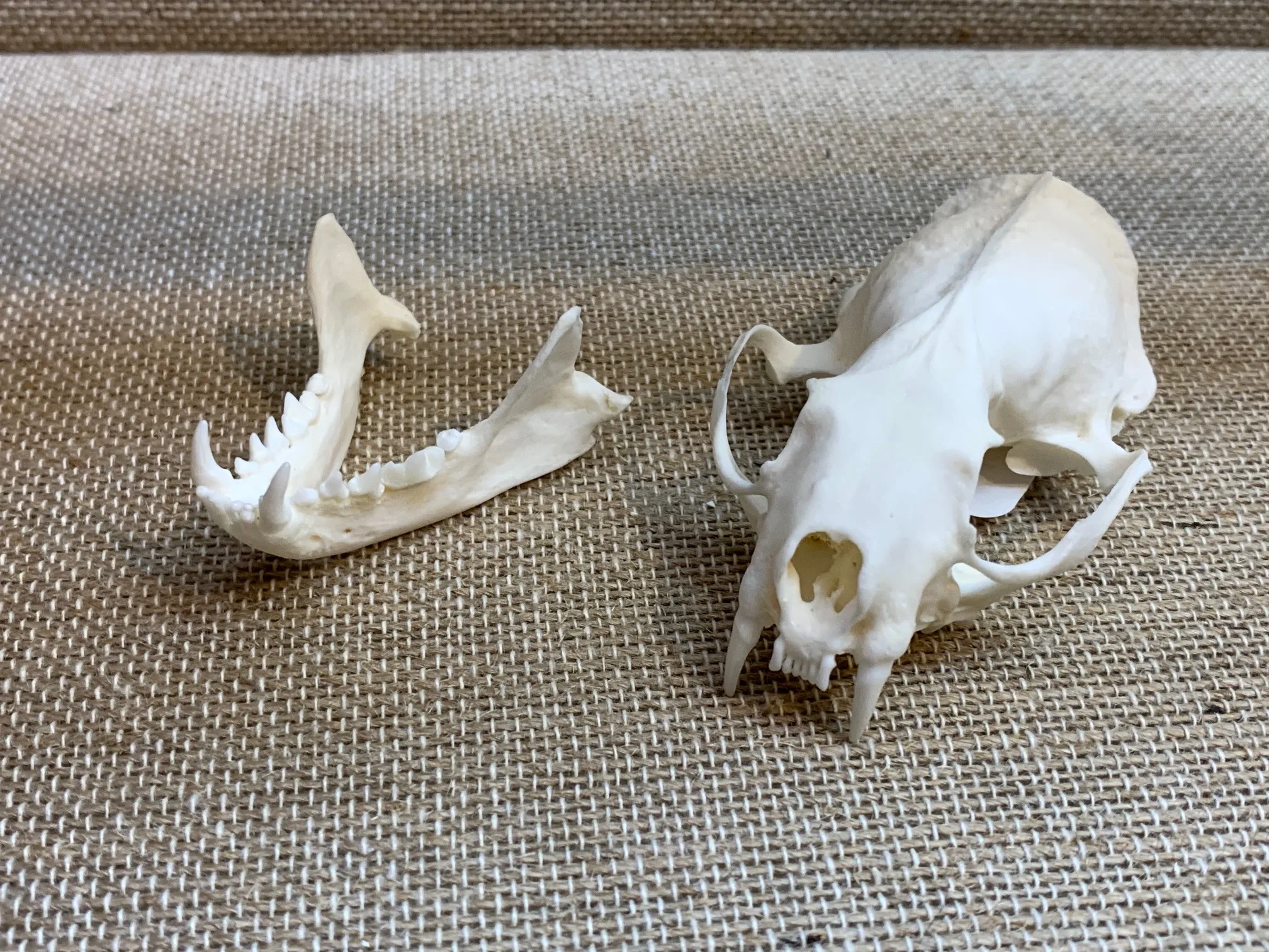 Mink Skull, Exceptional Prehistoric Online