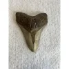 Megalodon Tooth South Carolina 4.88 inch Prehistoric Online