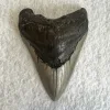 Megalodon Tooth South Carolina 4.02 inch Prehistoric Online
