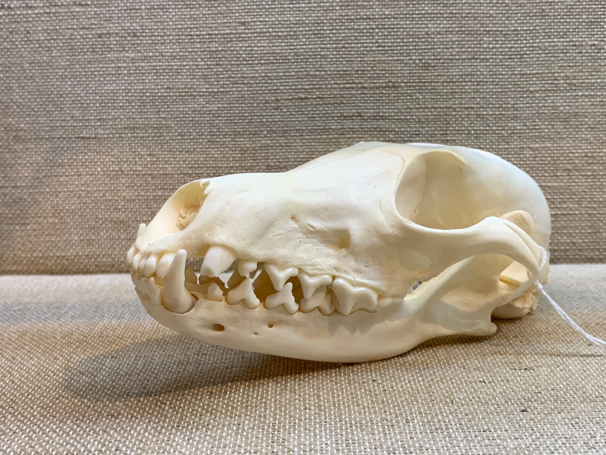Red Fox Skull, Exceptional Prehistoric Online