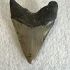 Megalodon Tooth South Carolina 4.02 inch Prehistoric Online