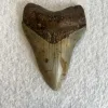 Megalodon Tooth South Carolina 4.53 inch Prehistoric Online