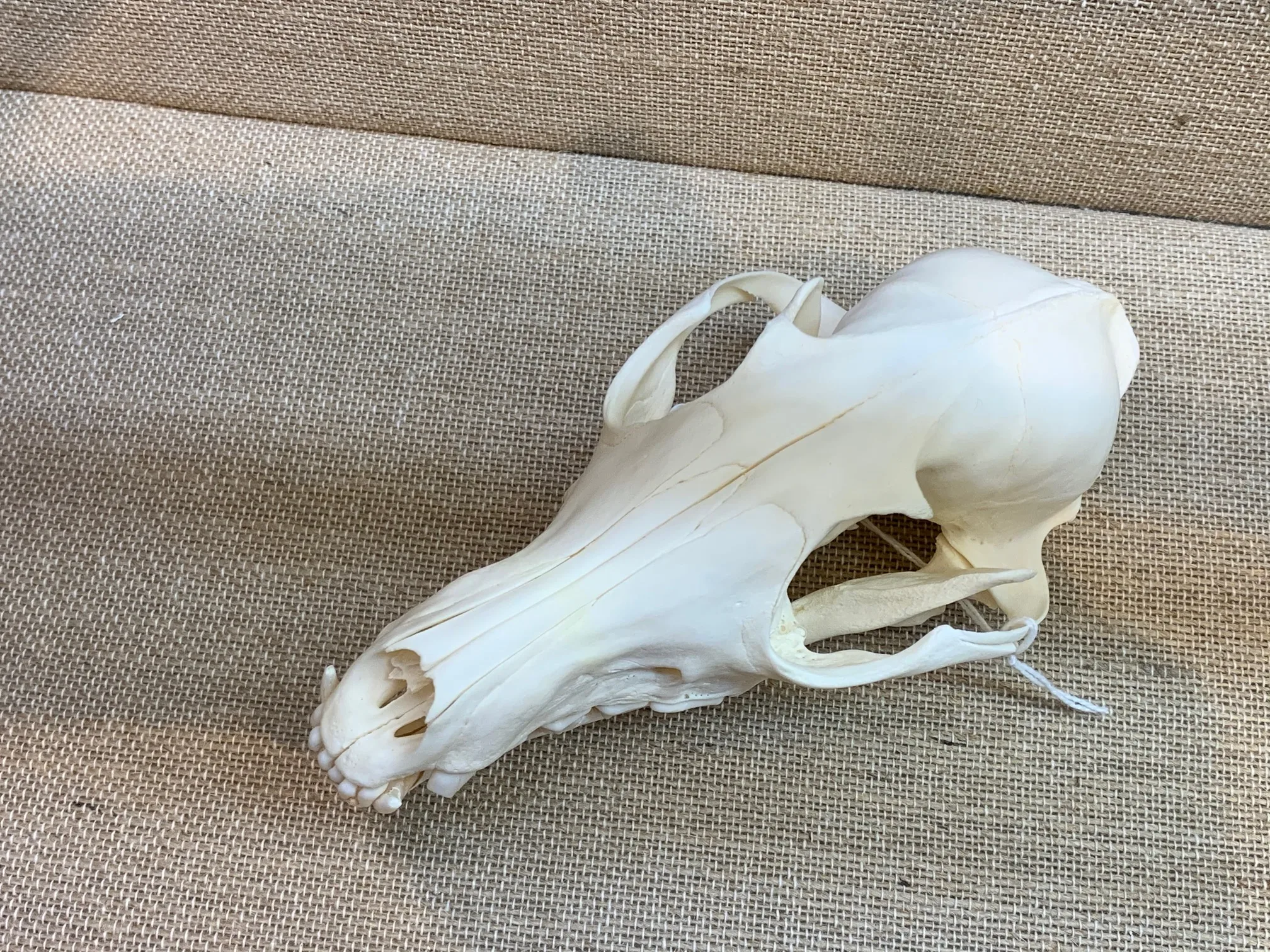 Red Fox Skull, Exceptional Prehistoric Online