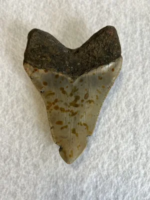 Megalodon Tooth South Carolina 4.53 inch Prehistoric Online