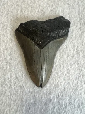 Megalodon Tooth South Carolina 4.37 inch Prehistoric Online