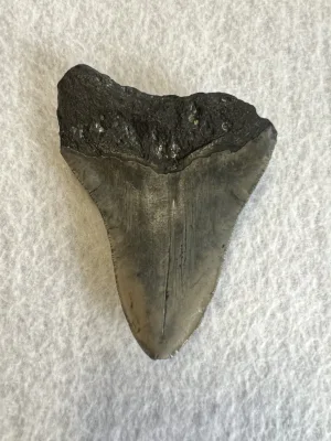 Megalodon Tooth South Carolina 4.37 inch Prehistoric Online