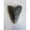 Megalodon Tooth South Carolina 4.75 inch Prehistoric Online