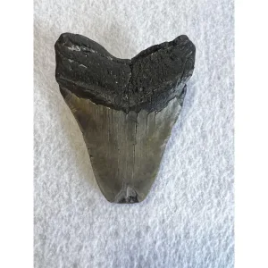 Megalodon Tooth South Carolina 4.75 inch Prehistoric Online