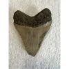 Megalodon Tooth South Carolina 4.06 inch Prehistoric Online