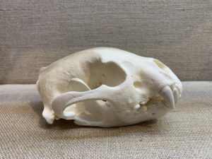 Wolverine Skull, Exceptional Prehistoric Online