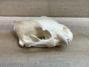 Wolverine Skull, Exceptional Prehistoric Online