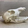 Coyote Skull, Exceptional Prehistoric Online