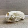 River Otter Skull, Exceptional Prehistoric Online