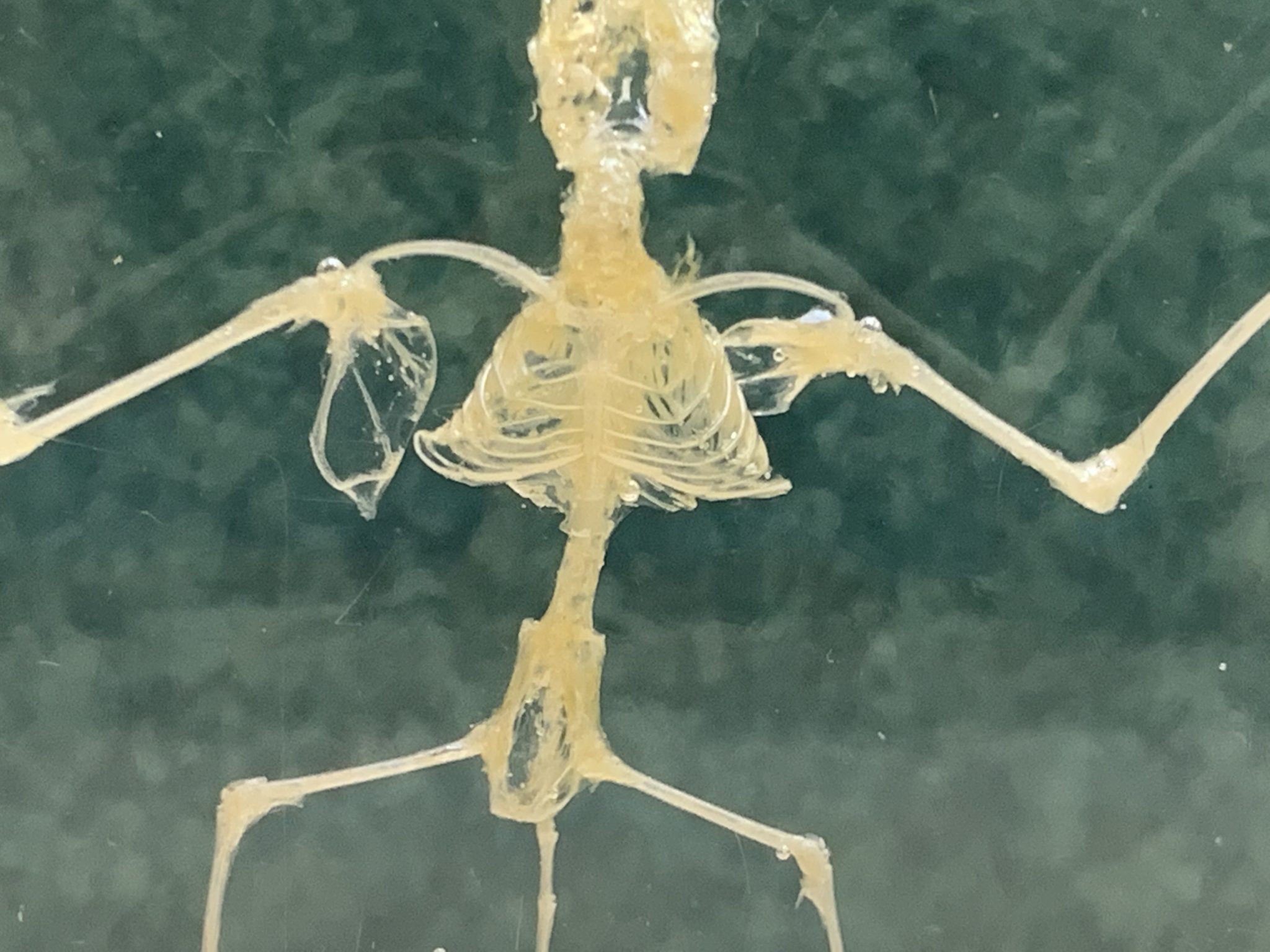 Bat Skeleton in Acrylic Prehistoric Online