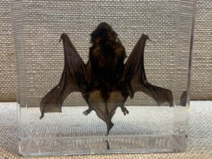 Taxidermy Bat in Acrylic Prehistoric Online