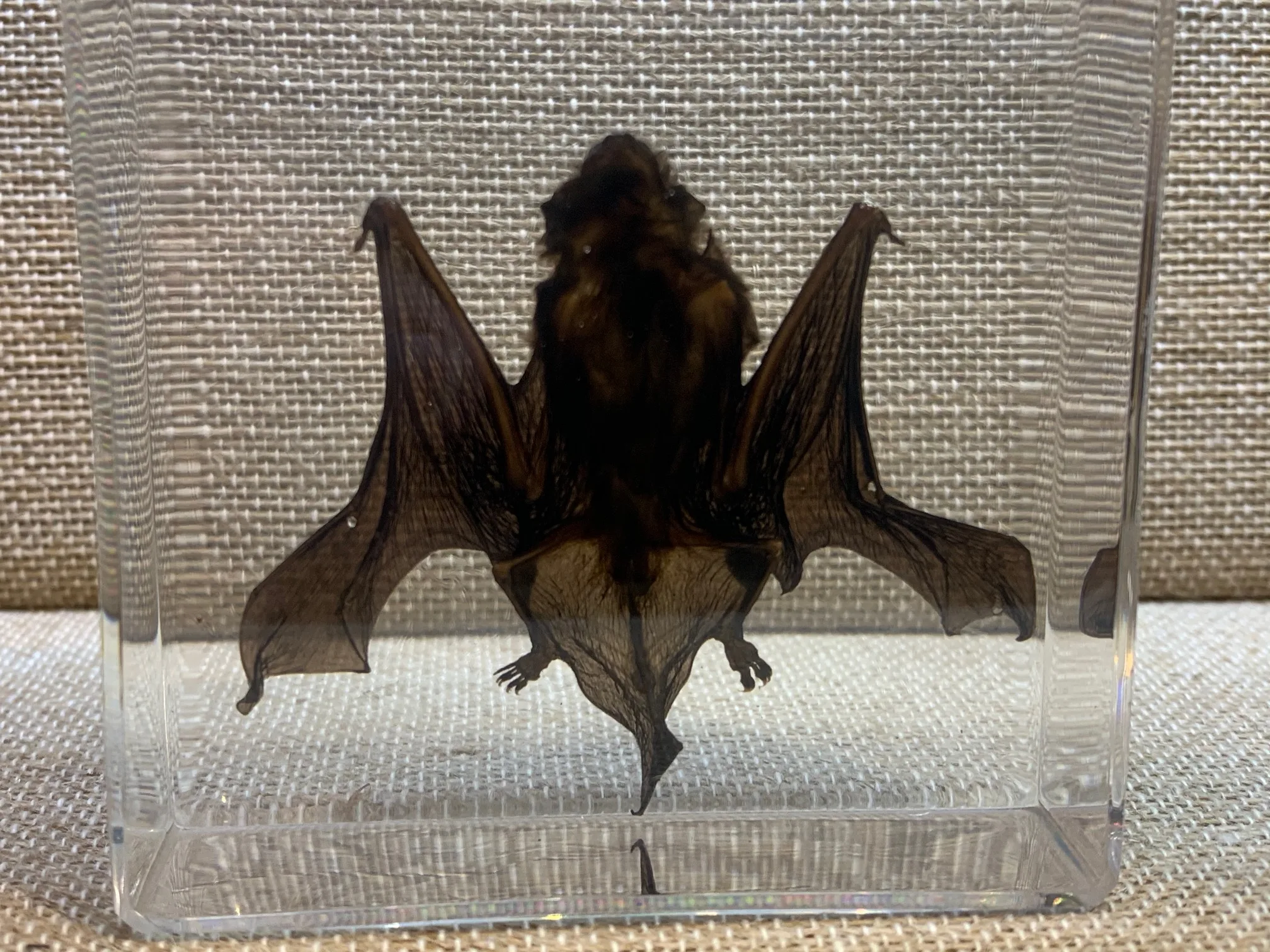 Taxidermy Bat in Acrylic Prehistoric Online