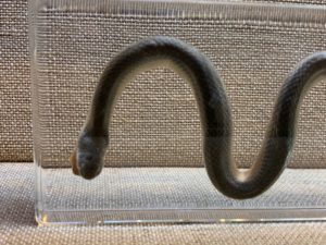 Taxidermy Cobra in Acrylic Prehistoric Online