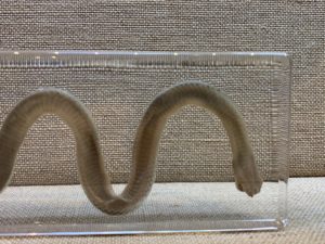 Taxidermy Cobra in Acrylic Prehistoric Online