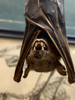 Taxidermy Vampire Bat (hanging) Prehistoric Online