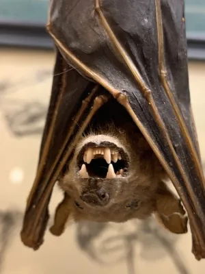 Taxidermy Vampire Bat (hanging) Prehistoric Online
