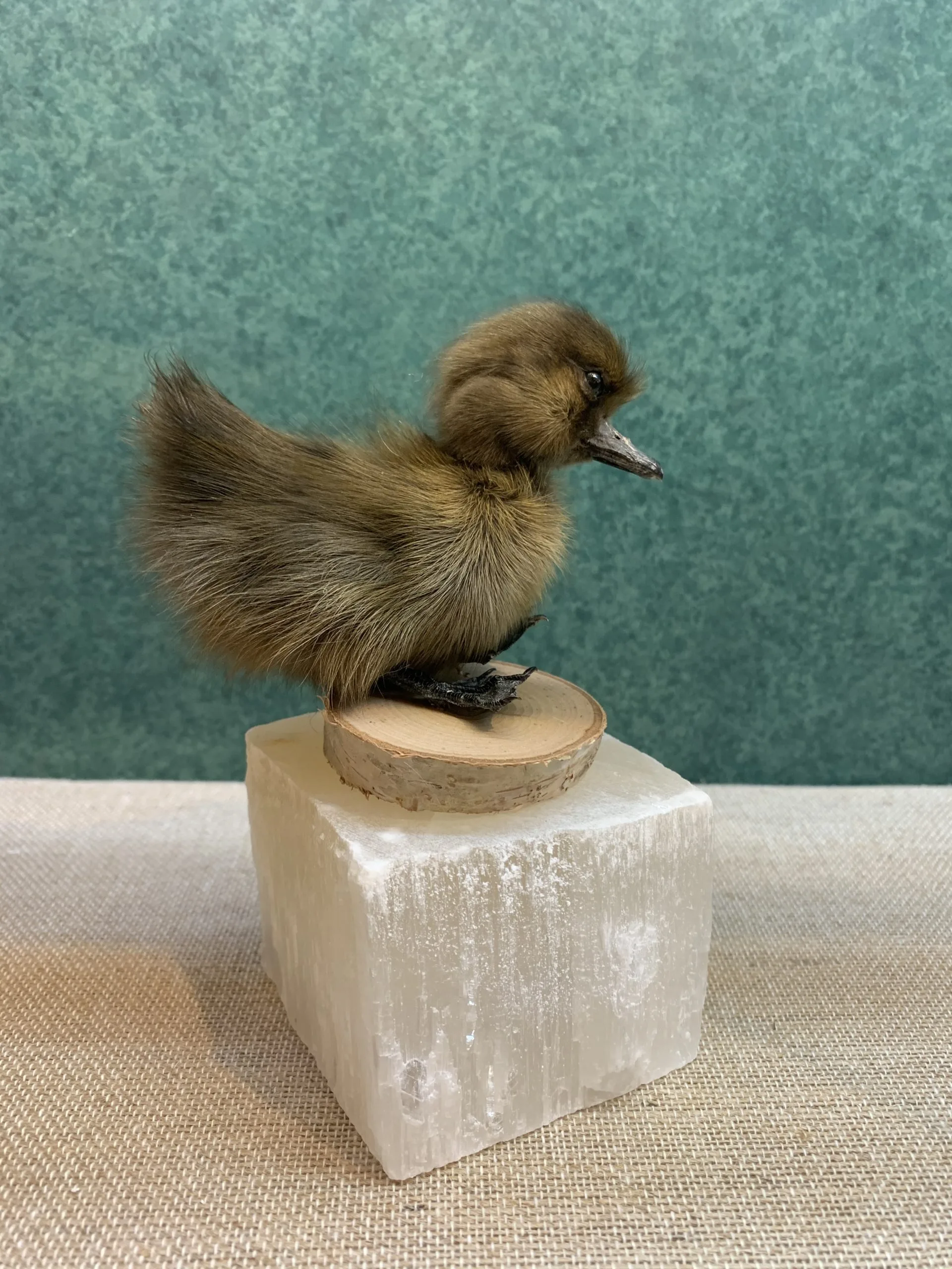 Duck, Black (rare)Taxidermy Prehistoric Online