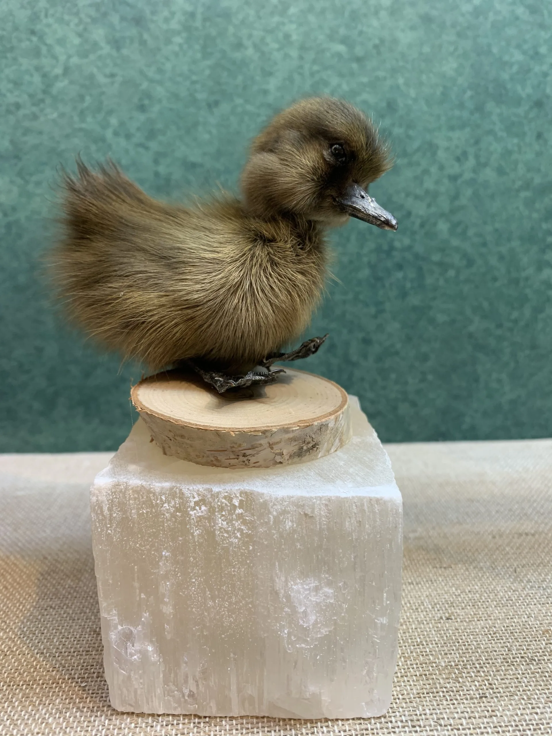 Duck, Black (rare)Taxidermy Prehistoric Online
