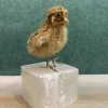 Baby Chick Taxidermy Prehistoric Online