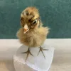 Baby Chick Taxidermy Prehistoric Online