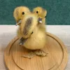 Three Headed Duck (rare)Taxidermy Gaffe Prehistoric Online