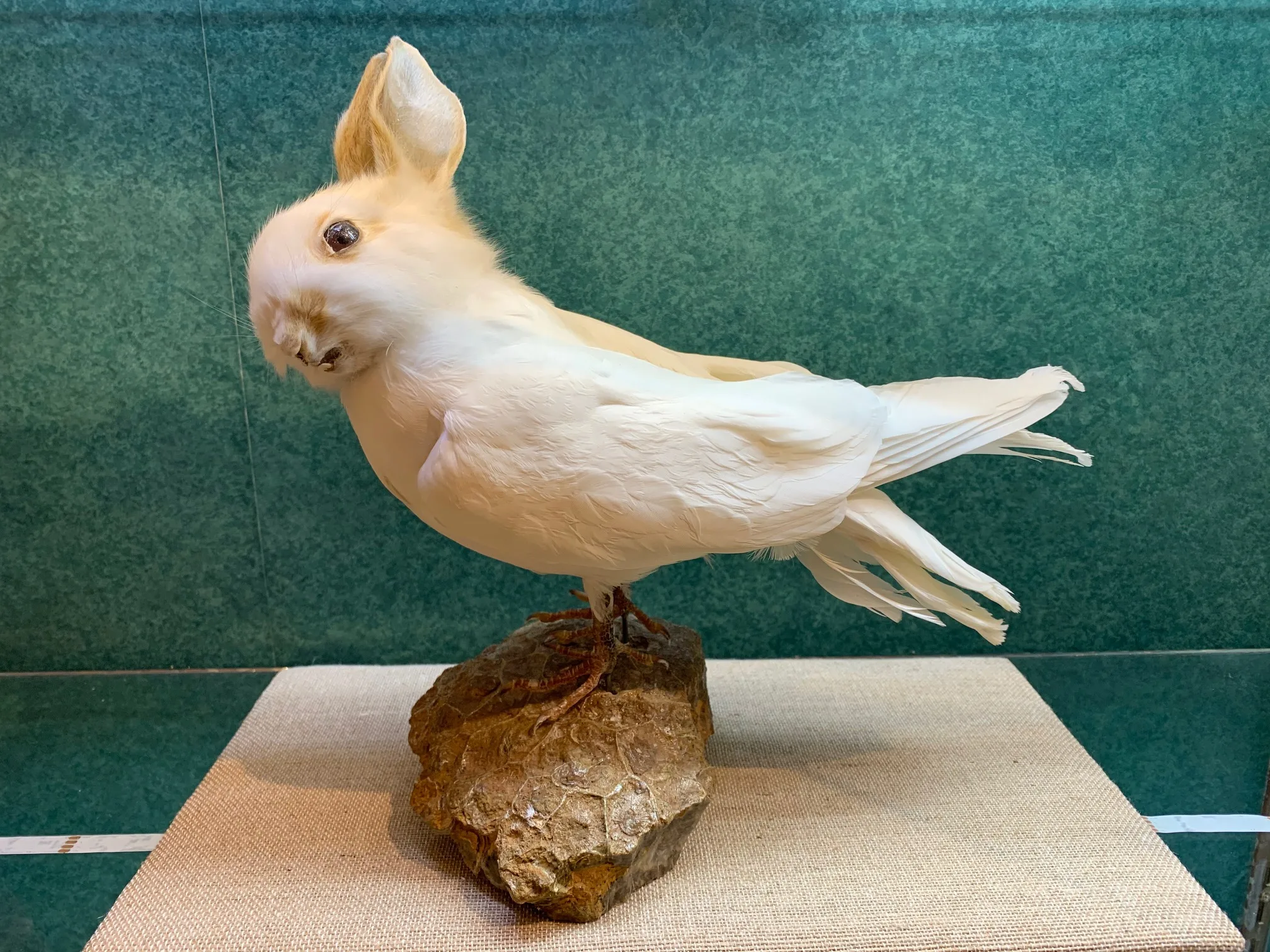 Rabbit/Bird Taxidermy Gaffe Hexagonia fossil base Prehistoric Online