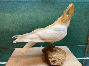 Rabbit/Bird Taxidermy Gaffe Hexagonia fossil base Prehistoric Online