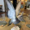 Rabbit/Bird Taxidermy Gaffe Selenite mineral base Prehistoric Online