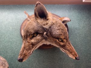 2 Head Coyote Taxidermy Professional mounts w Mold Prehistoric Online