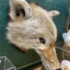 Blue Eyed Coyote Taxidermy Prehistoric Online