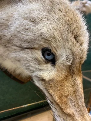 Blue Eyed Coyote Taxidermy Prehistoric Online