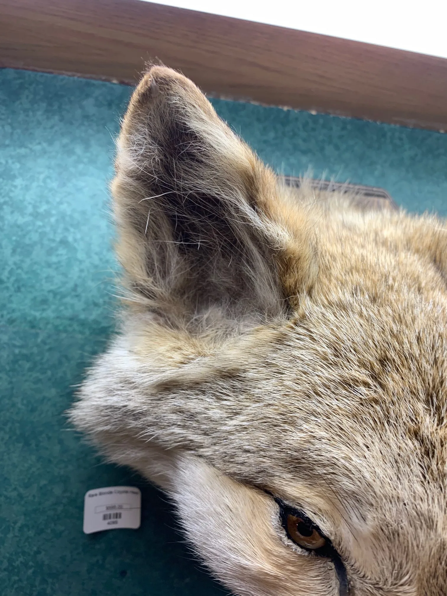 Blonde Coyote Taxidermy Very Rare Prehistoric Online