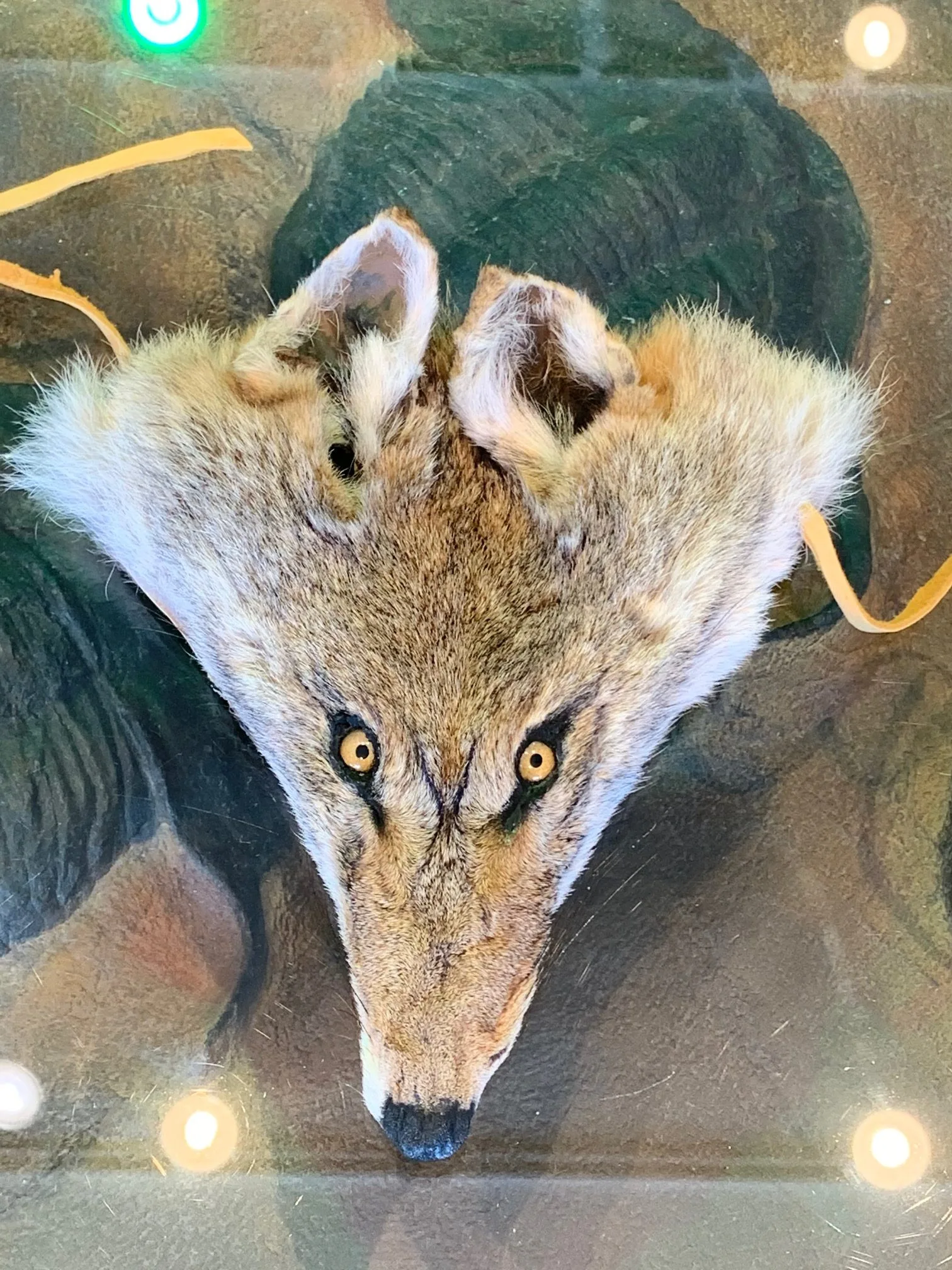Coyote mask/head covering Professional Taxidermy Prehistoric Online
