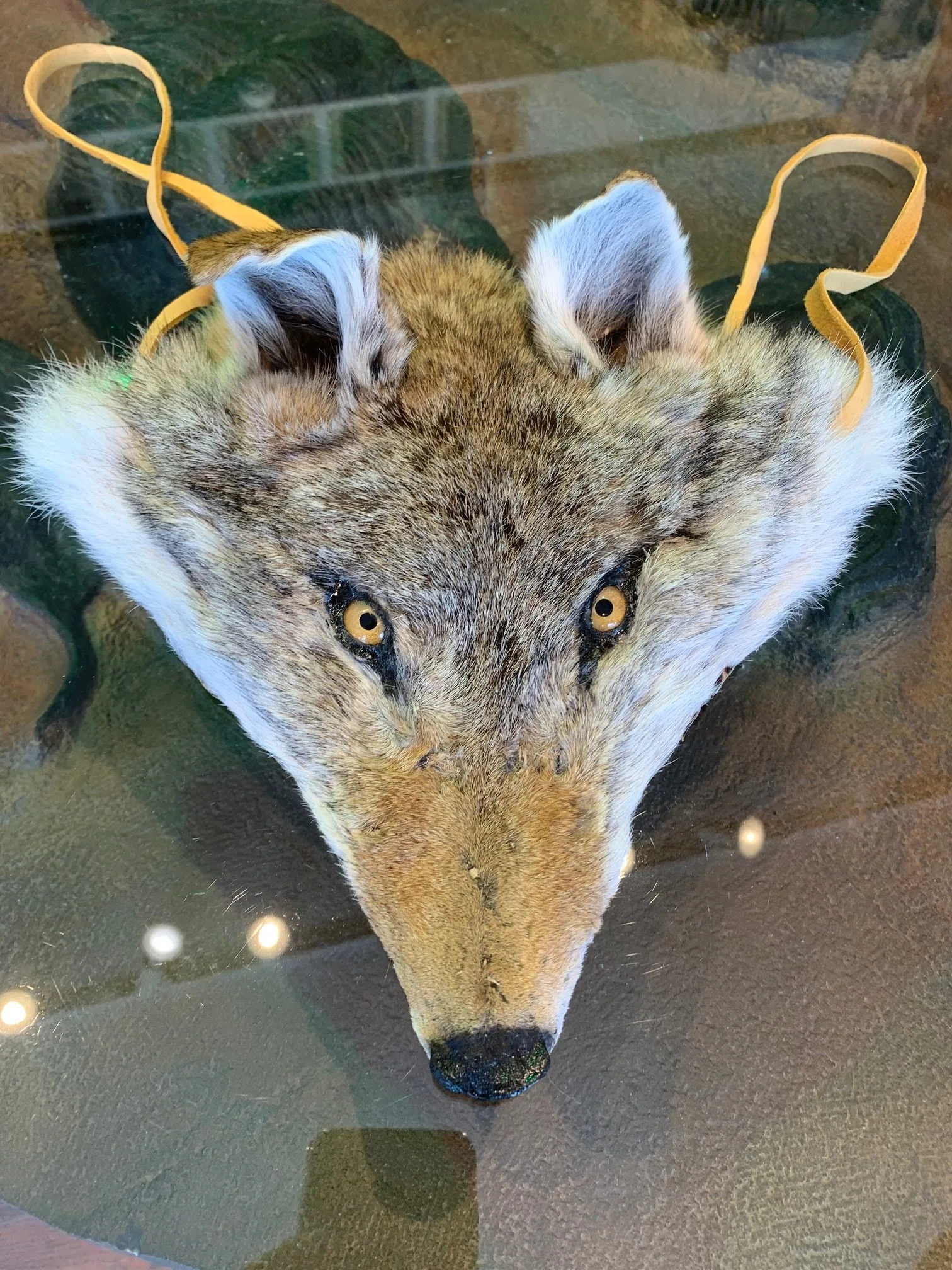 Coyote mask/head covering Professional Taxidermy Prehistoric Online