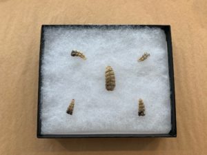 Rattlesnake Rattles Ryker Box included Prehistoric Online