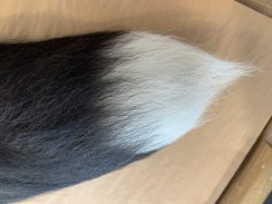 Silver Fox tail, lobster claw attachment Prehistoric Online