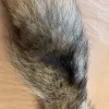 Coyote tail, Vintage Professionally Tanned Prehistoric Online