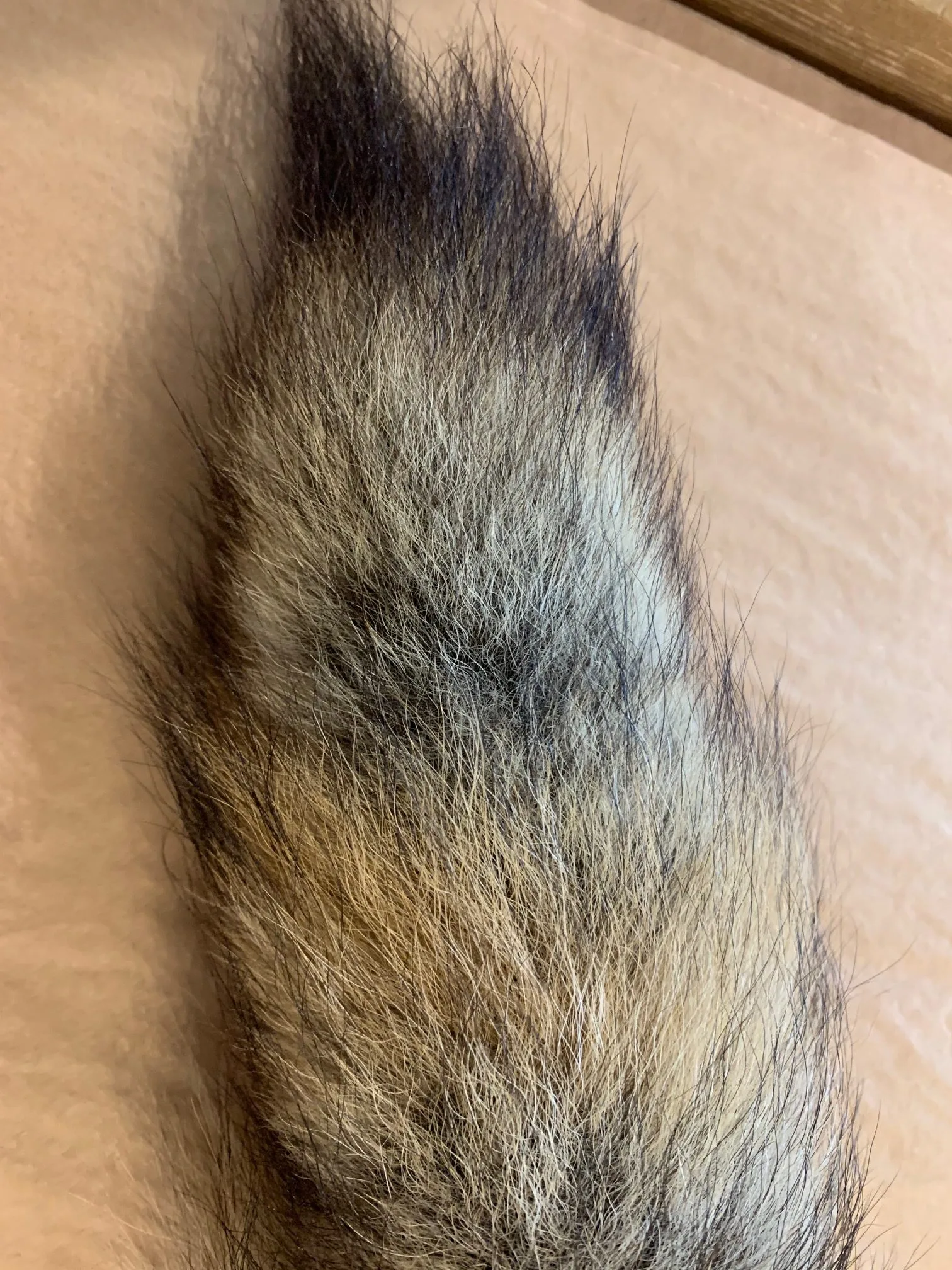 Coyote tail, Vintage Professionally Tanned Prehistoric Online