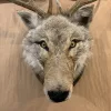 Coyote Jackalope  Exceptional Taxidermy Prehistoric Online