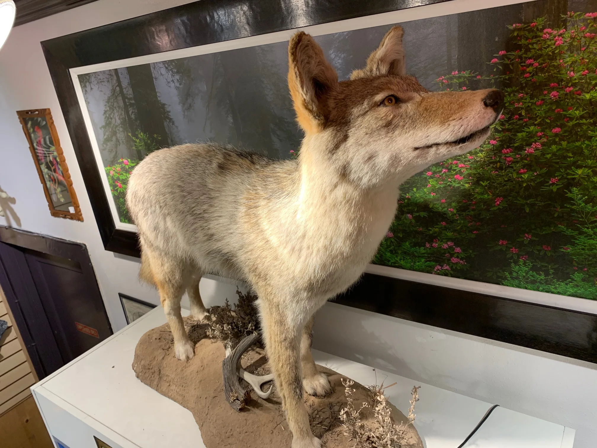 Coyote, world class Top Taxidermist Prehistoric Online