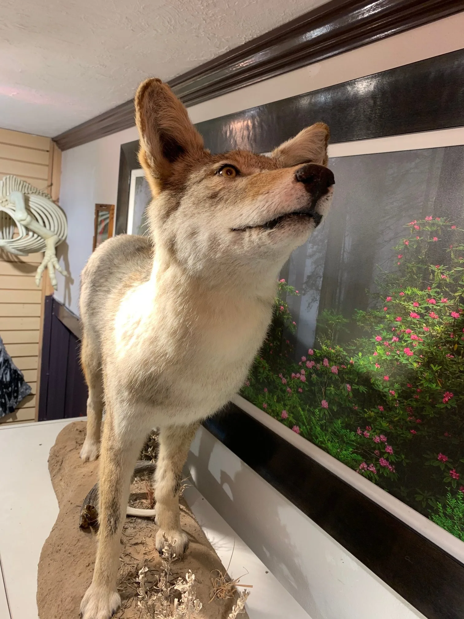 Coyote, world class Top Taxidermist Prehistoric Online