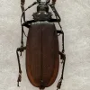 Titanus Giganteus Beetle Massive 109mm Prehistoric Online