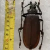Titanus Giganteus Beetle Massive 109mm Prehistoric Online