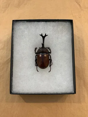 Rhinoceros Beetle Exceptional specimen Prehistoric Online