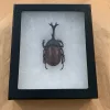 Rhinoceros Beetle Exceptional specimen Prehistoric Online