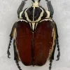 Goliathus goliatus, sp. Beetle Exceptional specimen Prehistoric Online
